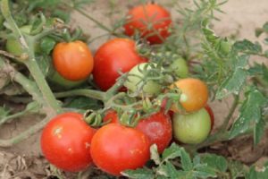 Description de la variété de tomate Talalikhin et de ses caractéristiques