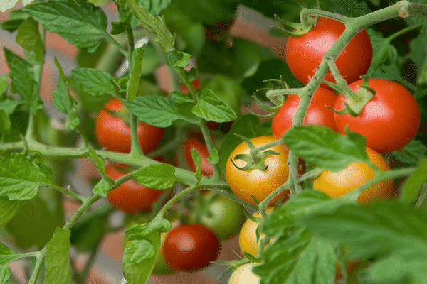 delicious tomatoes