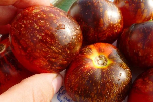 Ripe tomatoes