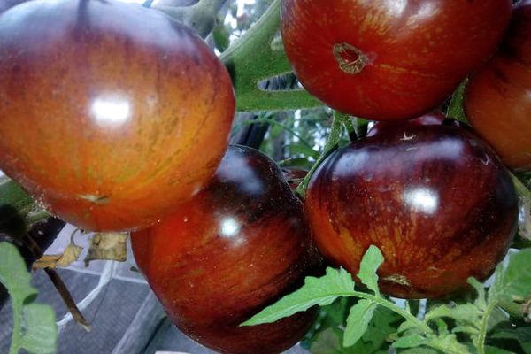 Fruta de tomate