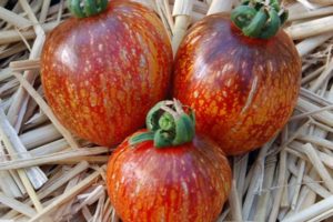 Description de la variété de tomate Dark Galaxy et de ses caractéristiques