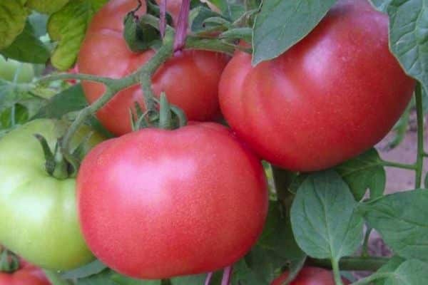 Tomato fruit