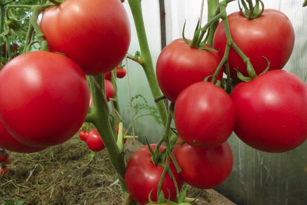 Tomatoes in a greenhouse