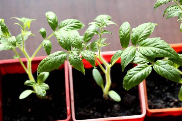 Pousses de tomates