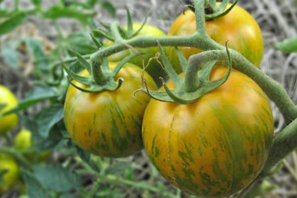 Tomates vertes