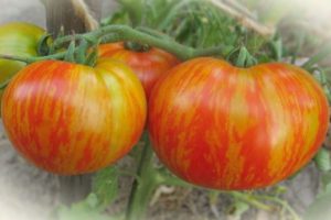 Description de la variété de tomate Fat Boatswain et ses caractéristiques