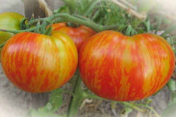 Fruta de tomate