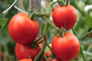 Description of the Tornado tomato variety, its characteristics and yield