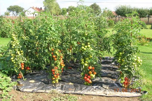 ripe tomatoes