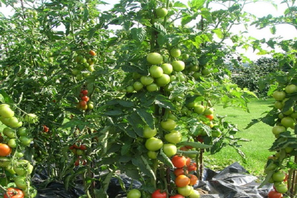 tomato hijau