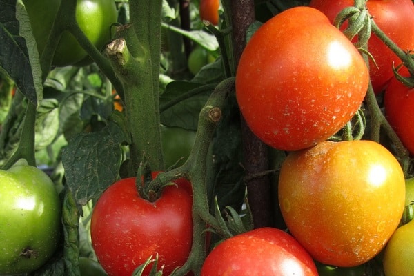 growing tomato