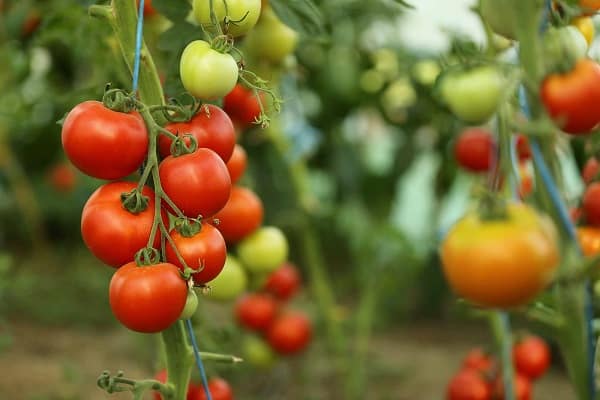 balance de fertilizantes