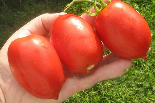 Three tomatoes