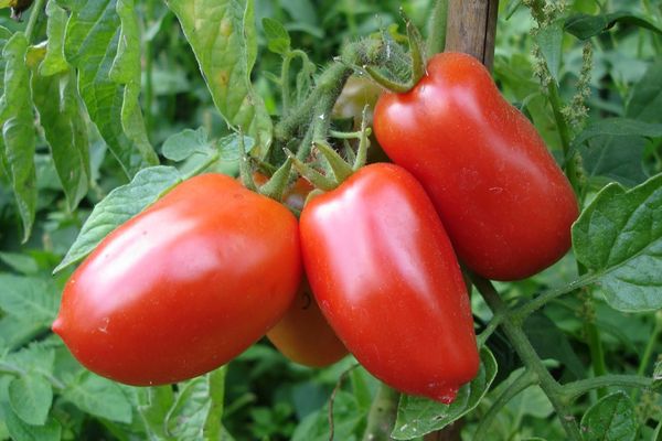 Tomates longues