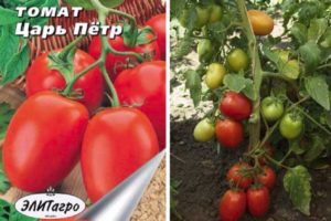 Description of the tomato variety Tsar Peter and its characteristics