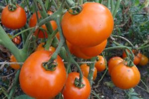 Description de la variété de tomate branche Tsarskaya et ses caractéristiques