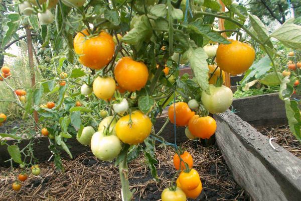 Tomates en crecimiento