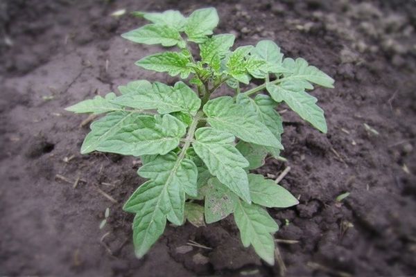 Seedling tomato