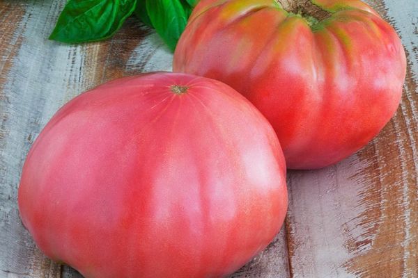 Tomato hybrids