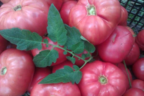 Ripe tomatoes