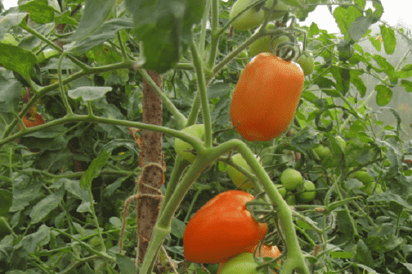 tomato yang tidak diperlukan