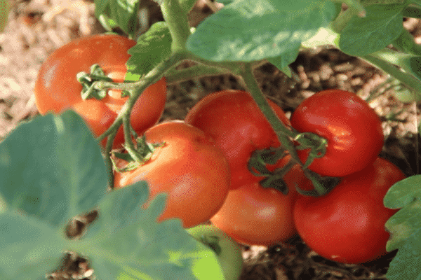 healthy seedlings