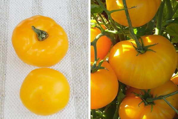 Tomatoes yellow