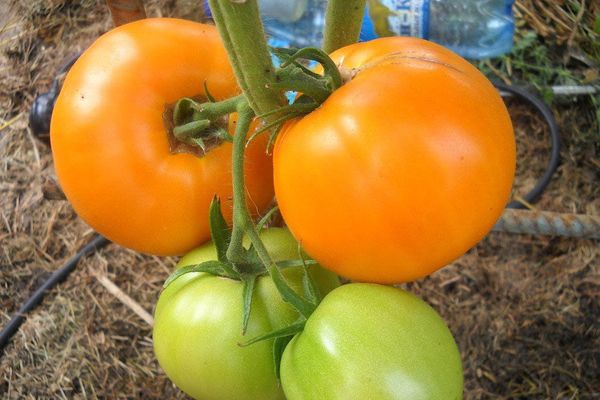 Yellow tomatoes