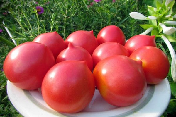 Tomates mûres