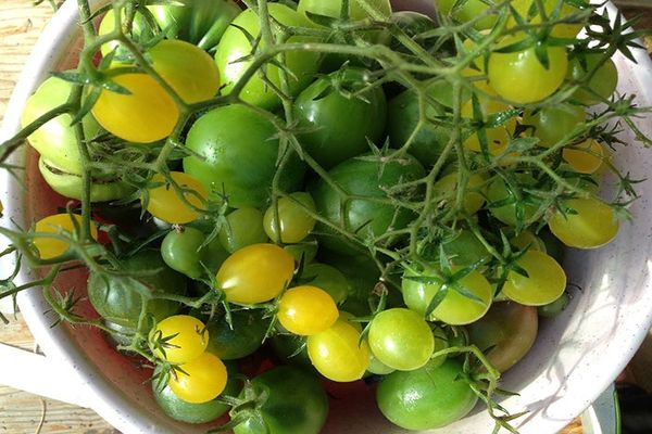 Yellow tomatoes