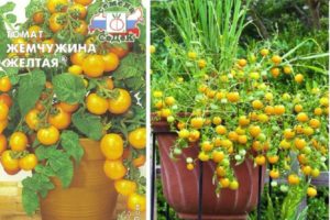 Description of the variety of tomatoes Pearl yellow and cultivation features