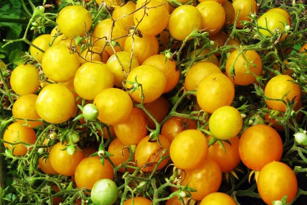 tomates cherry