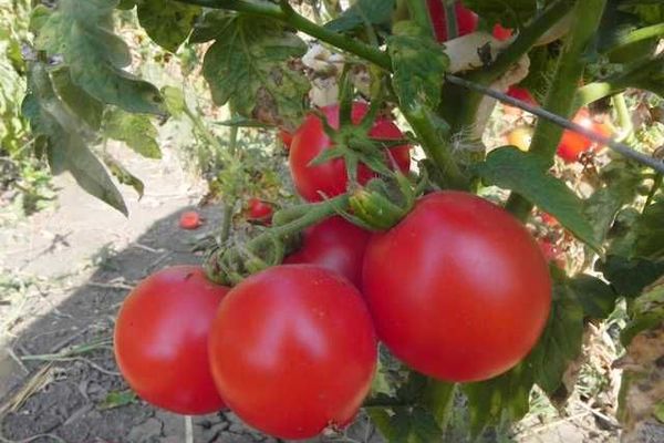 Tomato Zinulya