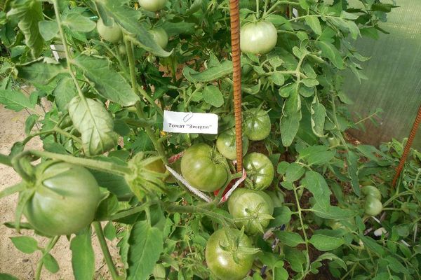 Tomates en crecimiento