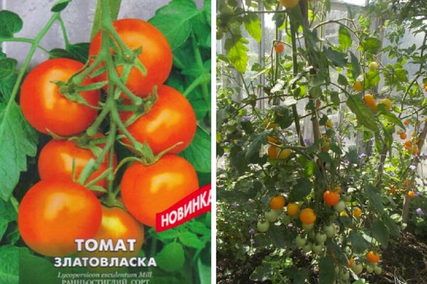 Tomates Boucle d'Or