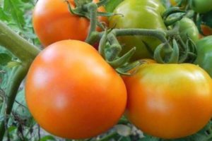 Description of the variety tomato Golden mother-in-law and its characteristics