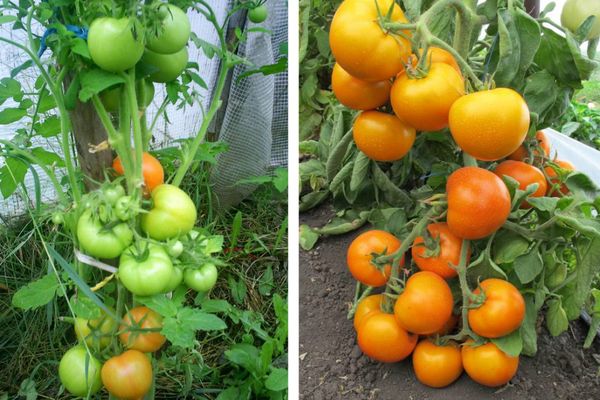 Orange tomatoes