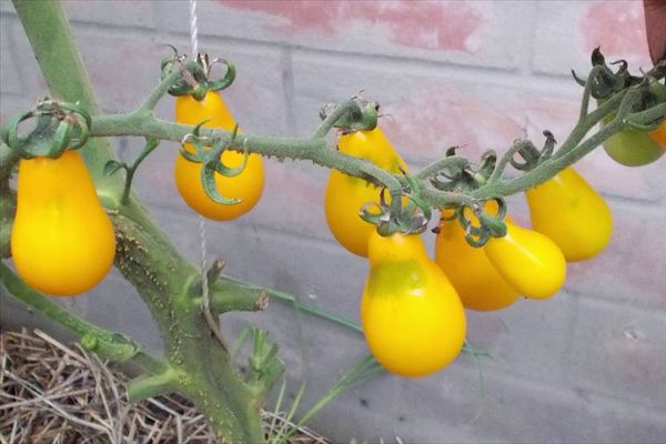 Yellow tomatoes