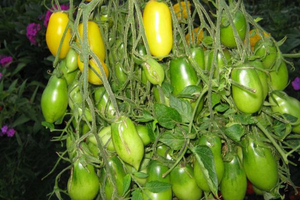 Tomates verdes