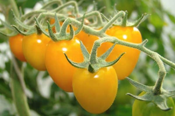 Yellow tomatoes