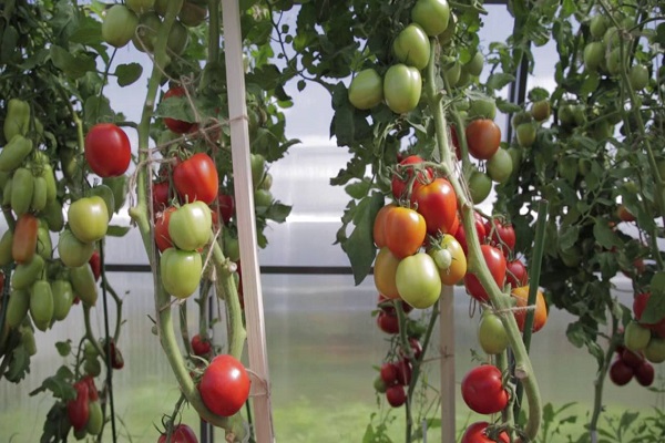 tomate de première qualité