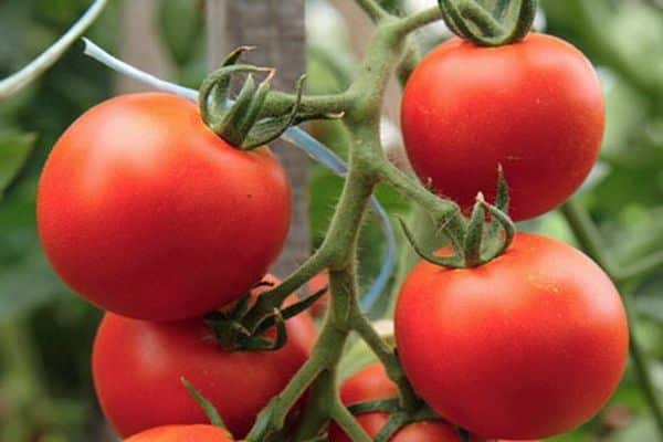 tomatoes on a branch