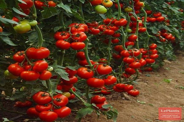 a bed of tomatoes