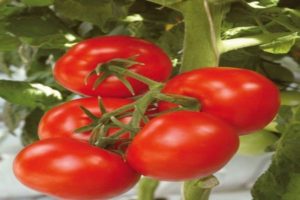 Description de la variété de tomate Harlequin F1, sa technologie agricole