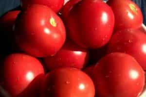 Characteristics and description of the Bagheera tomato variety, its yield