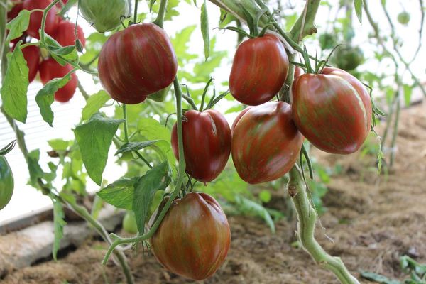 tomato disease