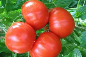 Description et caractéristiques de la variété de tomate Bourgeois