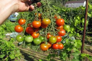 Descripción de la variedad de tomate Decembrist y sus características