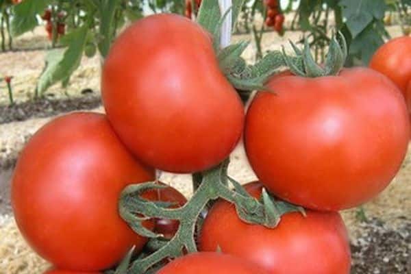 tomato fruit