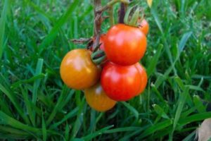 Caractéristiques et description de la variété de tomate Lezhebok, son rendement